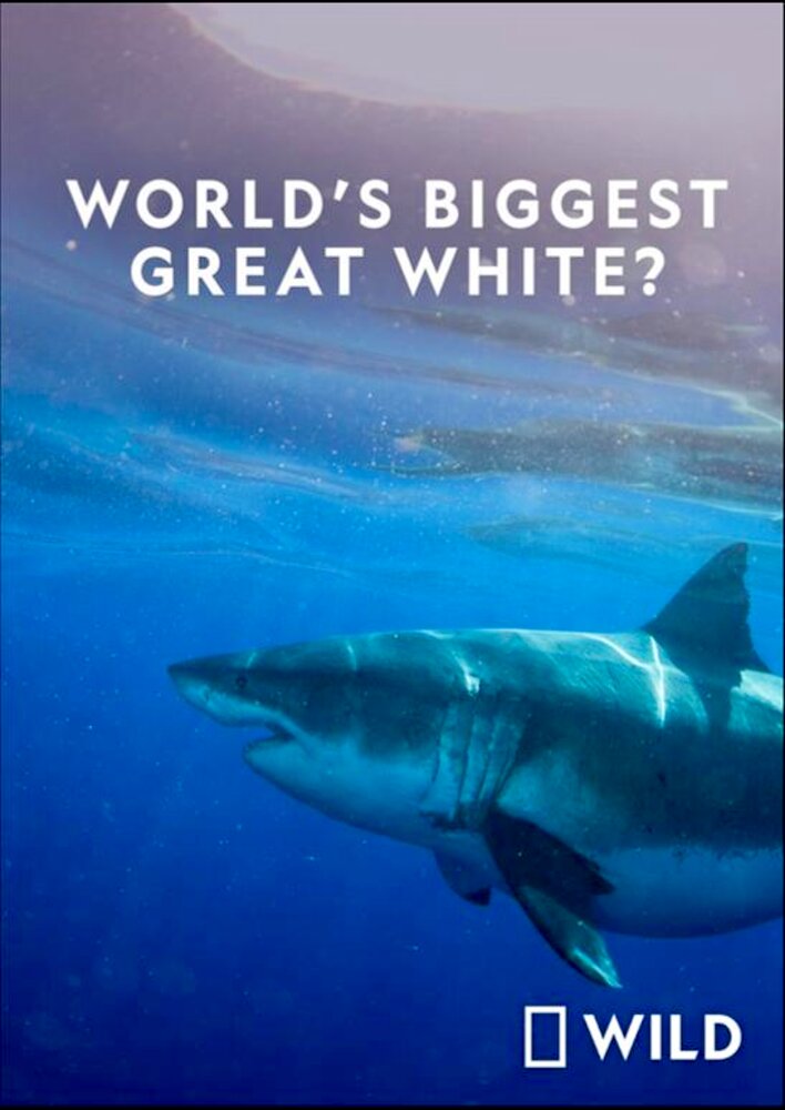 World's Biggest Great White Shark