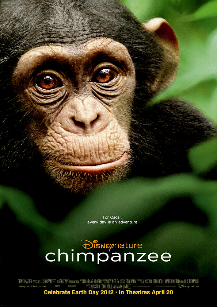 Chimpanzee