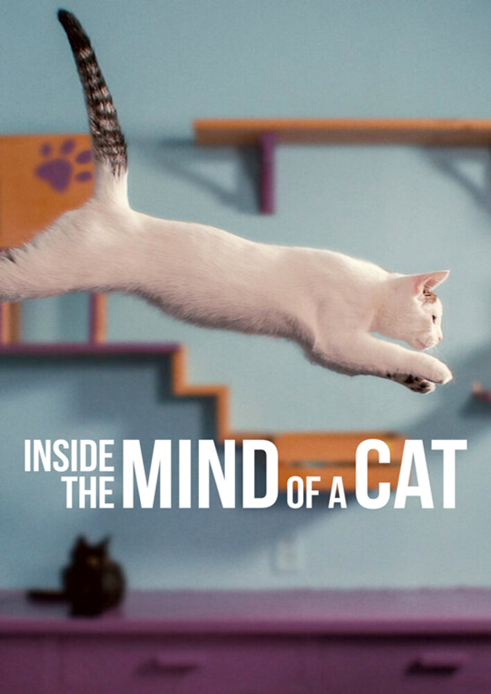 Inside the Mind of a Cat