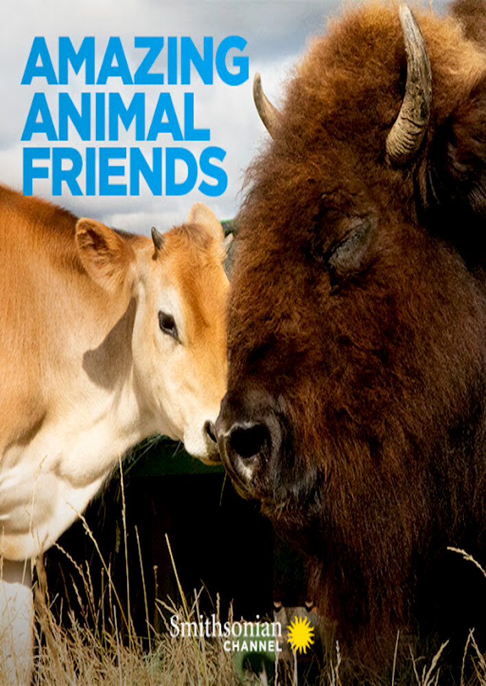 Amazing Animal Friends