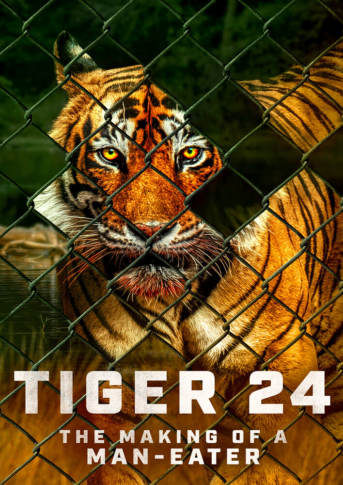 Tiger 24