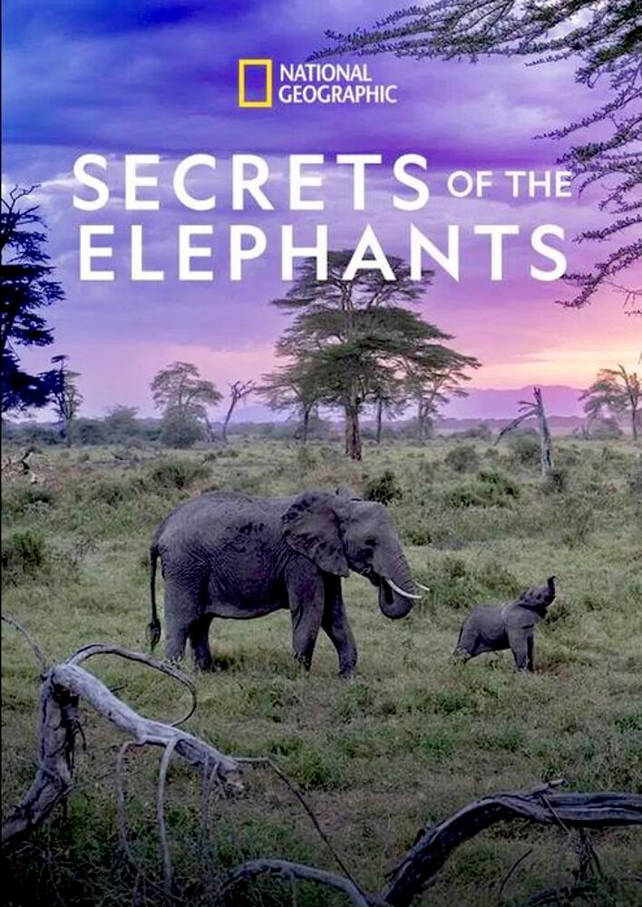 Secrets of the Elephants