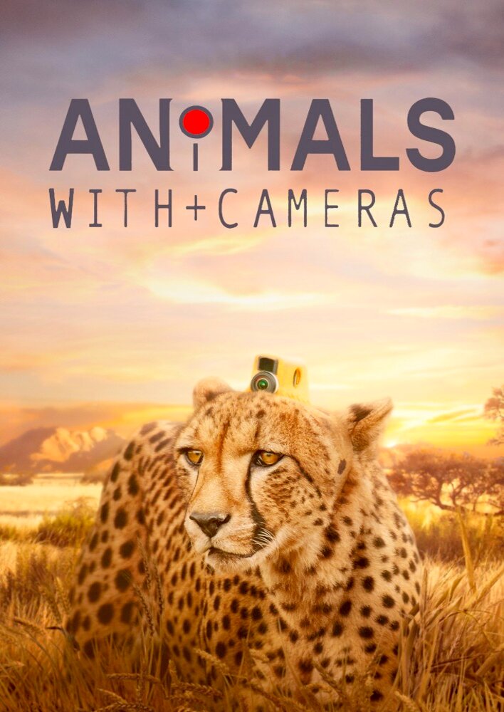 Animals with Cameras