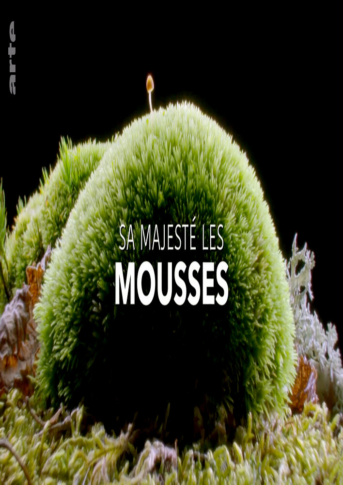 Sa Majesté les mousses