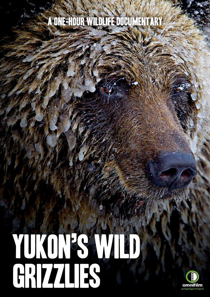 Yukon's Wild Grizzlies