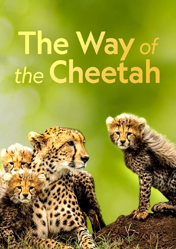 The Way of the Cheetah