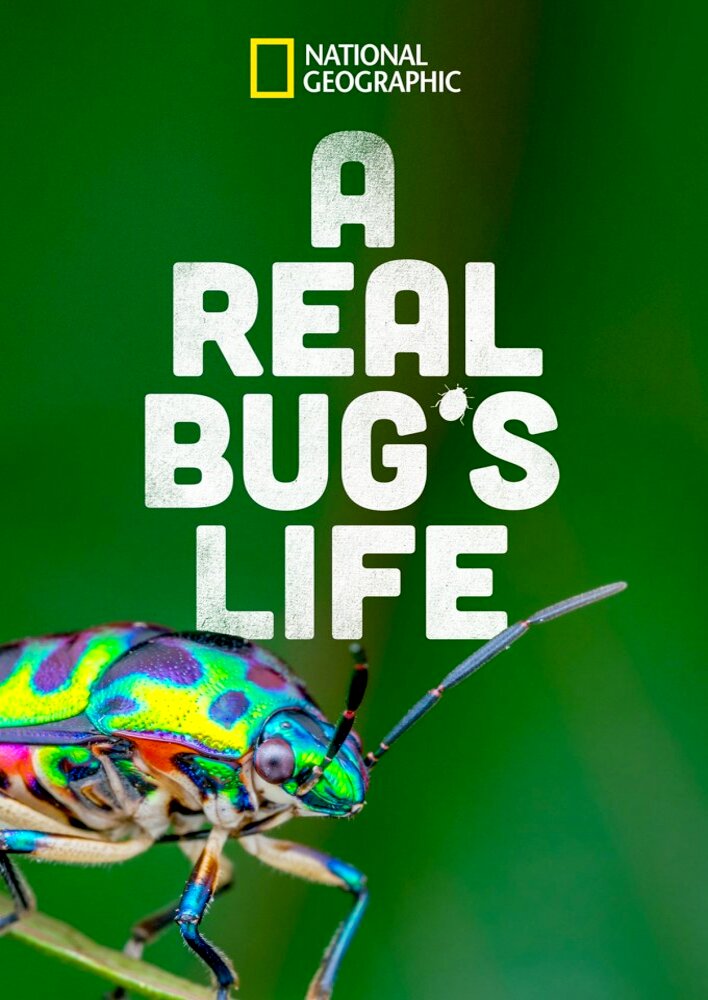 A Real Bug's Life