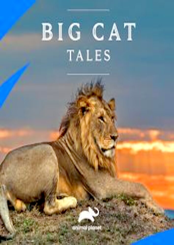 Big Cat Tales