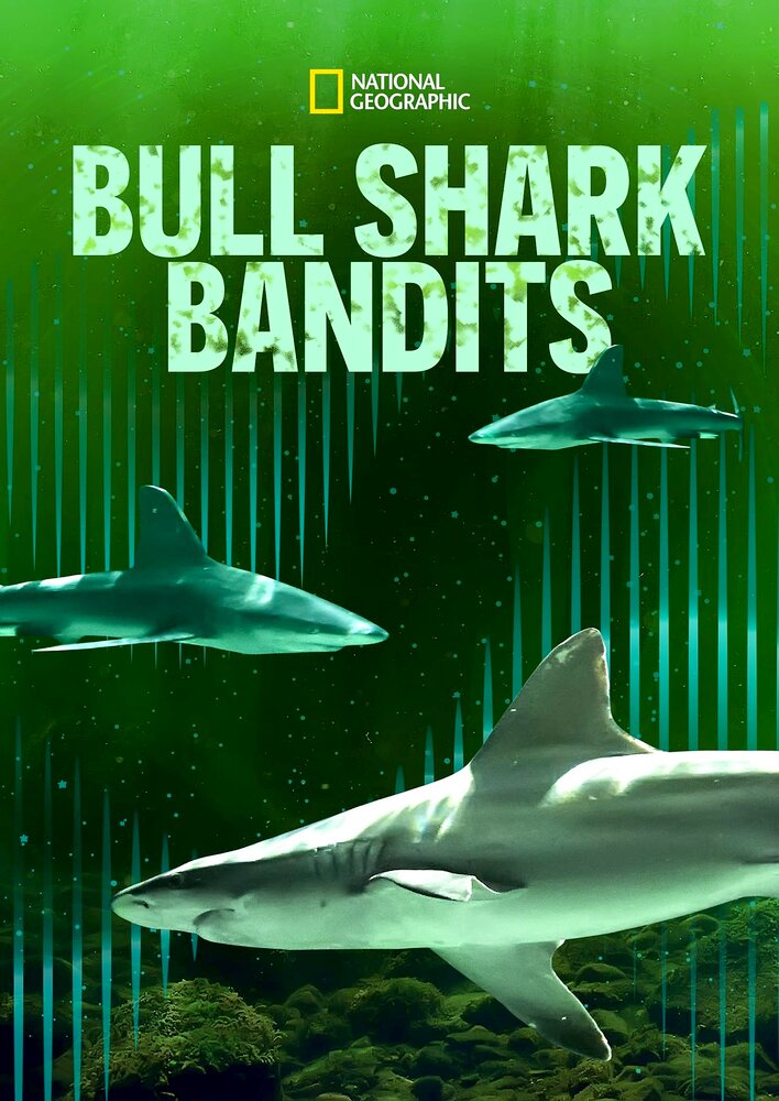 Bull Shark Bandits