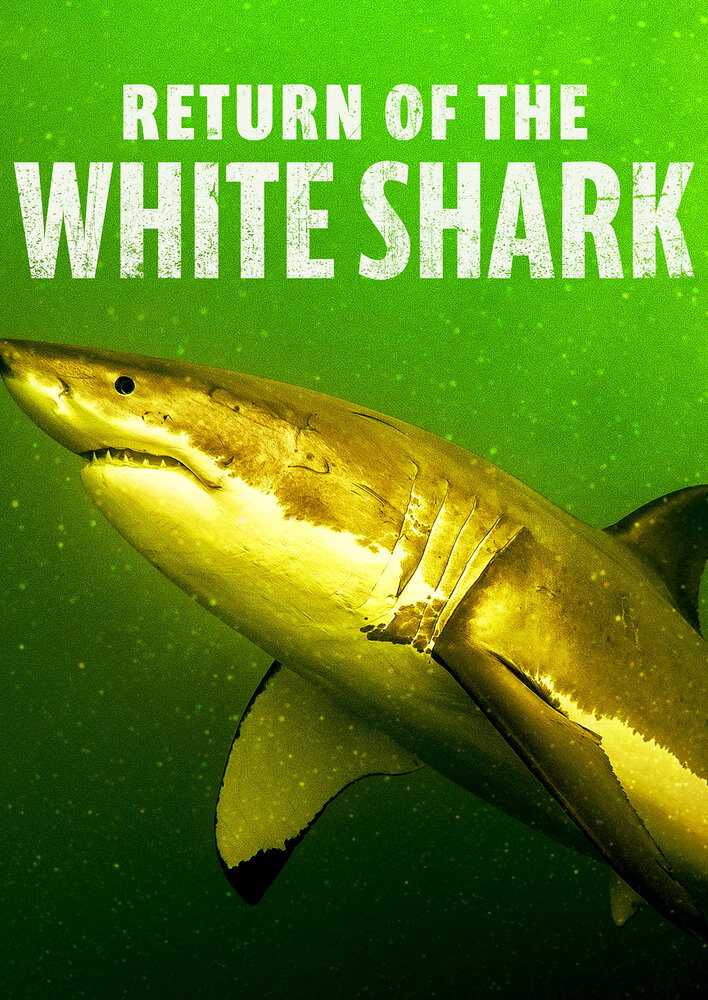 Return of the White Shark