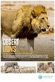 Desert Lions