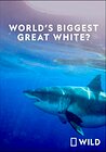 World's Biggest Great White Shark