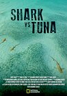 Shark vs Tuna