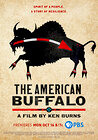 The American Buffalo