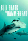 Bull Shark Vs. Hammerhead