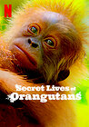 Secret Lives of Orangutans