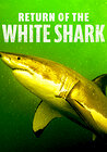 Return of the White Shark